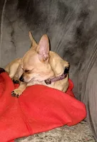 Clarabelle, a female Chihuahua for sale in Clarksburg, WV – Photo 6 of 7
