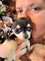 Clarabelle, a female Chihuahua for sale in Clarksburg, WV – Photo 4 of 7