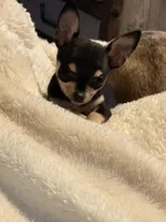 Clarabelle, a female Chihuahua for sale in Clarksburg, WV – Photo 5 of 7