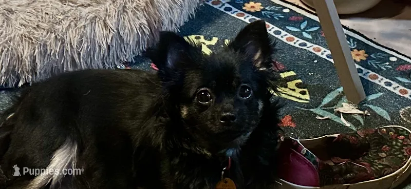 Ava – Chihuahua, Chiweenie puppy for sale in Clarksburg, WV