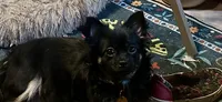 Ava, a female Chihuahua and Chiweenie for sale in Clarksburg, WV – 1 of 2