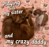 Finley, a male Chihuahua for sale in Clarksburg, WV – 4 of 8