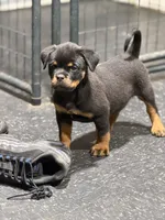 N/A, a female Rottweiler for sale in Florence, SC – 3 of 3