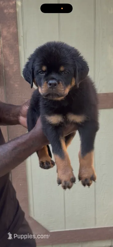 N/A – Rottweiler puppy for sale in Florence, SC