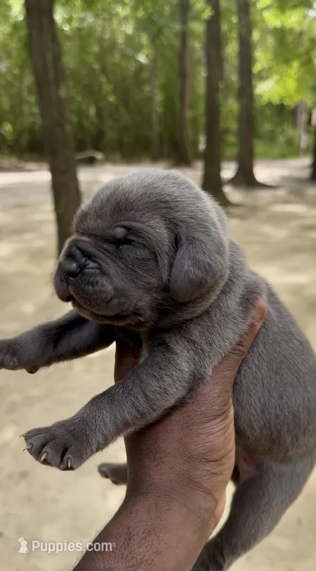 NA – Cane Corso puppy for sale in Florence, SC