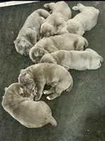 NA, a female Cane Corso for sale in Florence, SC – Photo 2 of 2