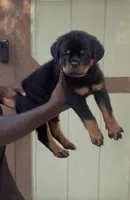 N/A, a male Rottweiler for sale in Florence, SC – 2 of 2
