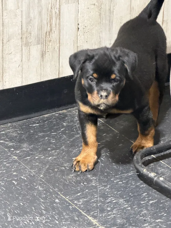 N/A – Rottweiler puppy for sale in Florence, SC