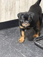 N/A, a female Rottweiler for sale in Florence, SC – 1 of 3
