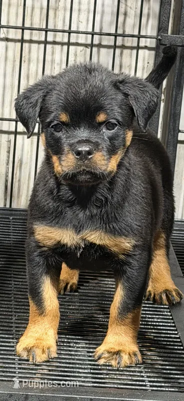 N/A – Rottweiler puppy for sale in Florence, SC