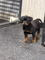 N/A, a female Rottweiler for sale in Florence, SC – 2 of 3