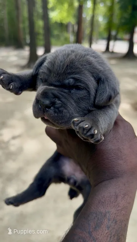 NA – Cane Corso puppy for sale in Florence, SC