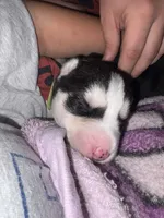 AKC Tank  (Yellow), a male Siberian Husky for sale in Streamwood, IL – 6 of 10