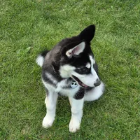 AKC Rocket, a male Siberian Husky for sale in Streamwood, IL – 5 of 10
