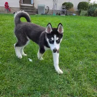 AKC Rocket, a male Siberian Husky for sale in Streamwood, IL – 8 of 10