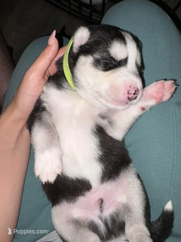 AKC Tank  (Yellow) – Siberian Husky puppy for sale in Streamwood, IL