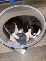 AKC Tank  (Yellow), a male Siberian Husky for sale in Streamwood, IL – 3 of 10