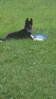 AKC Rocket, a male Siberian Husky for sale in Streamwood, IL – 10 of 10