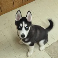AKC Rocket, a male Siberian Husky for sale in Streamwood, IL – 2 of 10