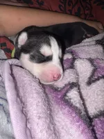 AKC Tank  (Yellow), a male Siberian Husky for sale in Streamwood, IL – 7 of 10