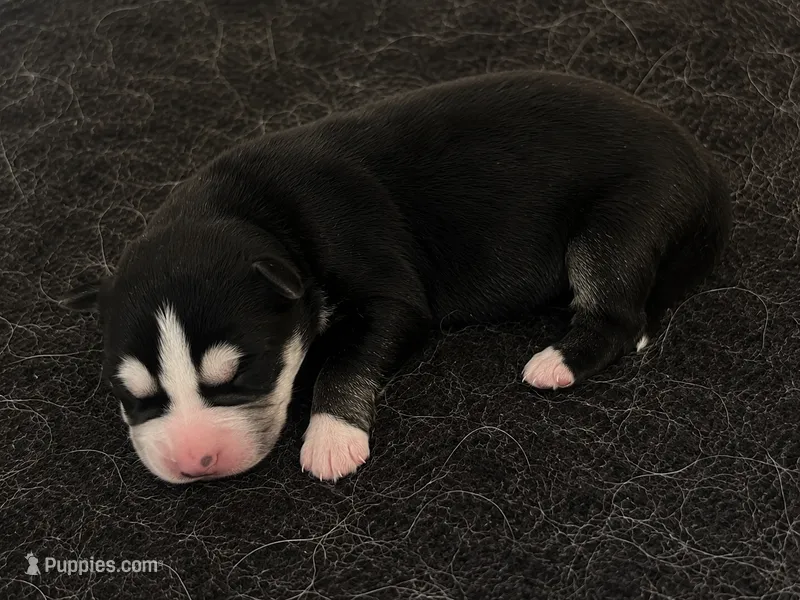 AKC Bandit (White)  – Siberian Husky puppy for sale in Streamwood, IL