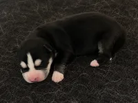 AKC Bandit (White) , a male Siberian Husky for sale in Streamwood, IL – 1 of 4