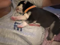 AKC Ranger (Orange), a male Siberian Husky for sale in Streamwood, IL – 3 of 7