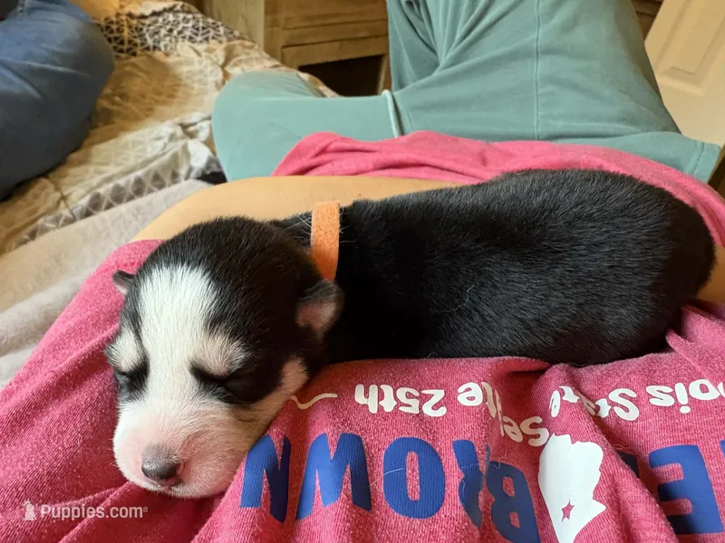 AKC Ranger (Orange) – Siberian Husky puppy for sale in Streamwood, IL