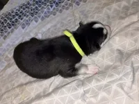 AKC Tank  (Yellow), a male Siberian Husky for sale in Streamwood, IL – 2 of 10