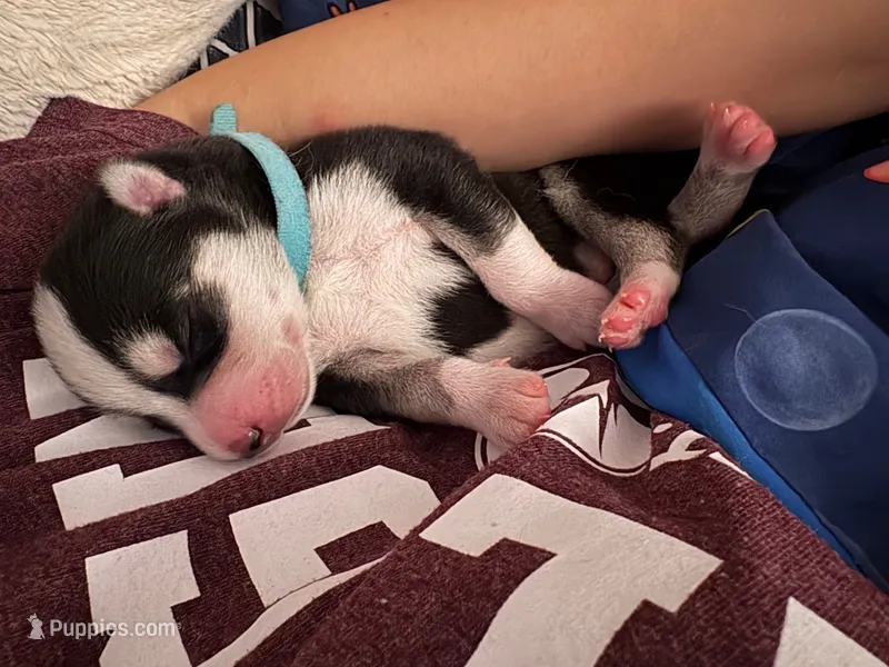 AKC Echo (Blue) – Siberian Husky puppy for sale in Streamwood, IL