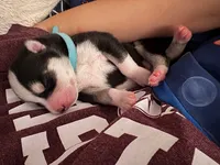 AKC Echo (Blue), a male Siberian Husky for sale in Streamwood, IL – 1 of 6