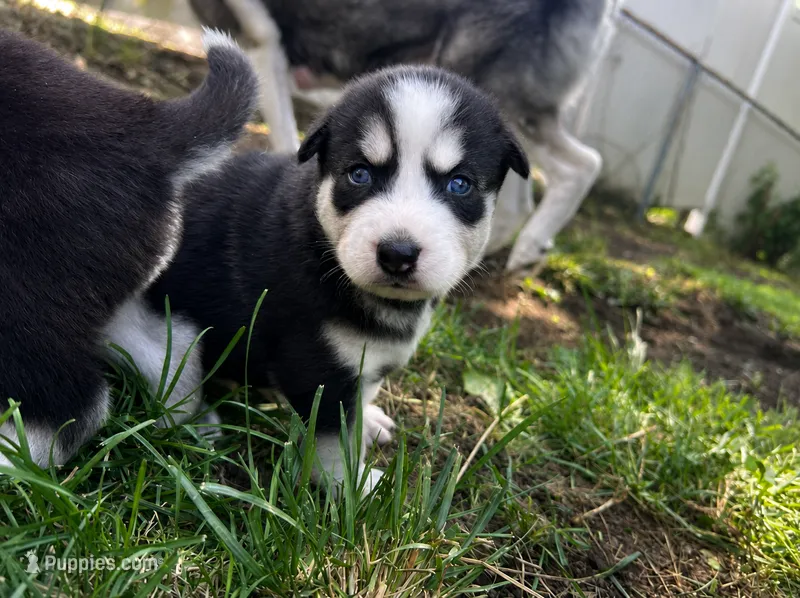 AKC Bandit (White)  – Siberian Husky puppy for sale in Streamwood, IL