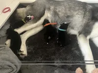 AKC Bandit (White) , a male Siberian Husky for sale in Streamwood, IL – 2 of 4