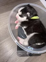 AKC Tank  (Yellow), a male Siberian Husky for sale in Streamwood, IL – 10 of 10