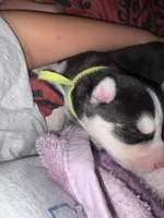 AKC Tank  (Yellow), a male Siberian Husky for sale in Streamwood, IL – 5 of 10