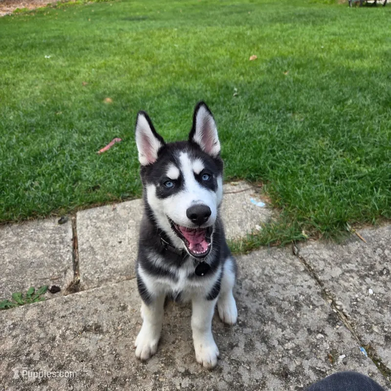 AKC Rocket – Siberian Husky puppy for sale in Streamwood, IL