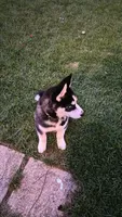 AKC Rocket, a male Siberian Husky for sale in Streamwood, IL – 3 of 10