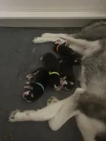 AKC Echo (Blue), a male Siberian Husky for sale in Streamwood, IL – 3 of 6