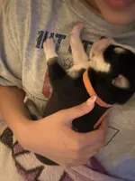 AKC Ranger (Orange), a male Siberian Husky for sale in Streamwood, IL – 5 of 7