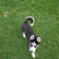AKC Rocket, a male Siberian Husky for sale in Streamwood, IL – 4 of 10