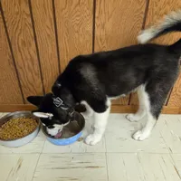 AKC Rocket, a male Siberian Husky for sale in Streamwood, IL – 6 of 10