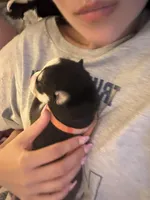 AKC Ranger (Orange), a male Siberian Husky for sale in Streamwood, IL – 4 of 7