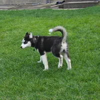 AKC Rocket, a male Siberian Husky for sale in Streamwood, IL – 9 of 10