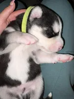 AKC Tank  (Yellow), a male Siberian Husky for sale in Streamwood, IL – 9 of 10