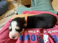 AKC Ranger (Orange), a male Siberian Husky for sale in Streamwood, IL – 6 of 7