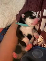 AKC Echo (Blue), a male Siberian Husky for sale in Streamwood, IL – 2 of 6