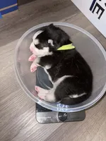 AKC Tank  (Yellow), a male Siberian Husky for sale in Streamwood, IL – 4 of 10