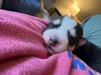 AKC Ranger (Orange), a male Siberian Husky for sale in Streamwood, IL – 7 of 7