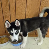 AKC Rocket, a male Siberian Husky for sale in Streamwood, IL – 7 of 10