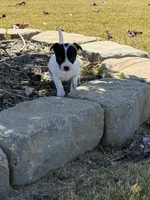 First Girl , a female Chihuahua for sale in Grovetown, GA – 2 of 2